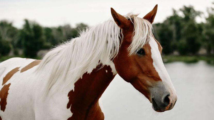 Can You Guess These Horse Breeds in this Hidden Picture Game?