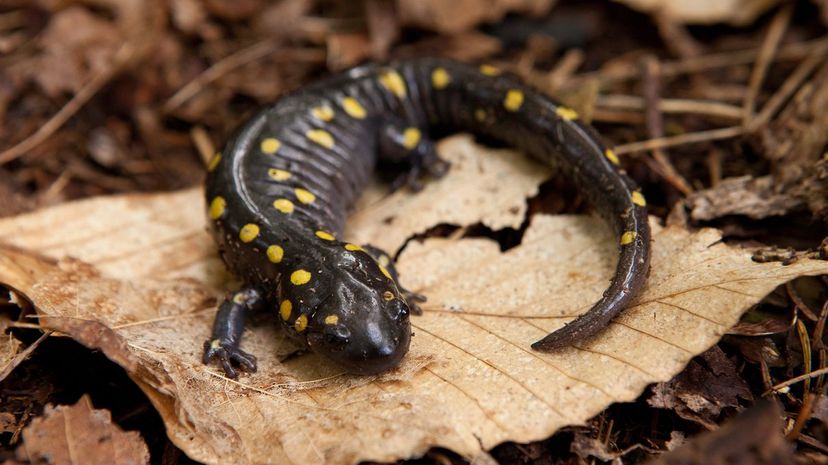 Salamander