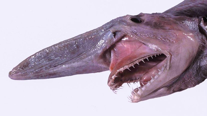 32-Goblin Shark