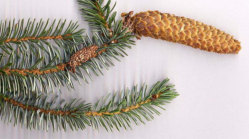 Sitka spruce