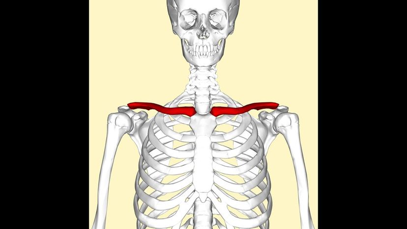 Clavicle