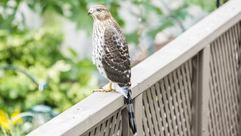 Coopers Hawk