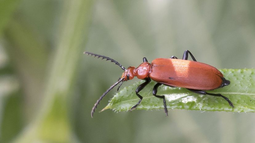 Cardinal beetle