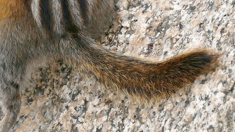 Least chipmunk tail