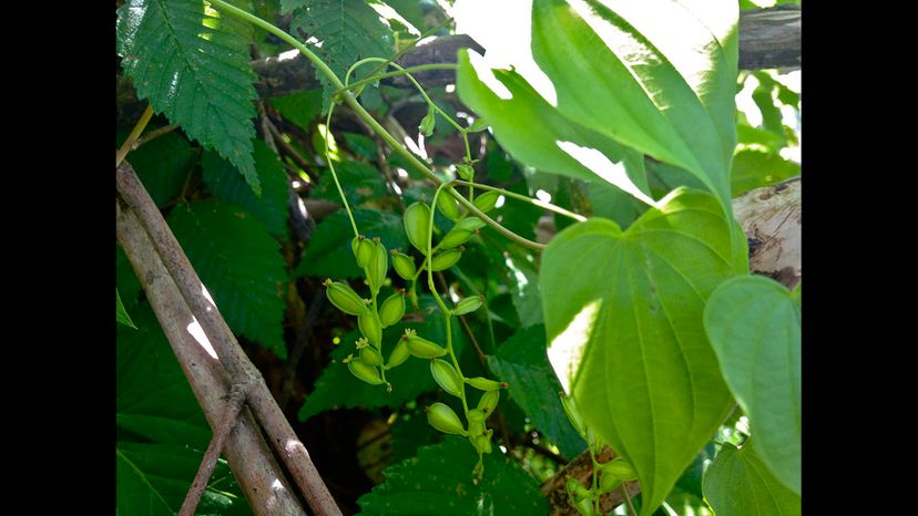 Dioscorea villosa (Wild yam)