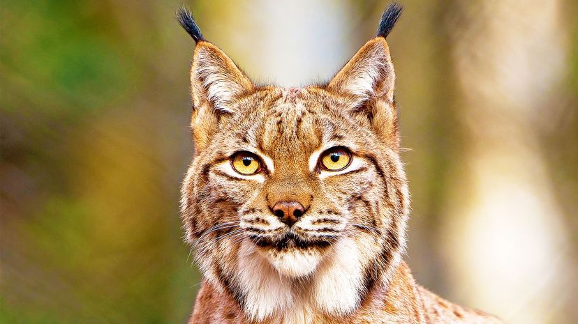 What Jungle Cat Are You Really, Based on Your Myers-Briggs Personality?