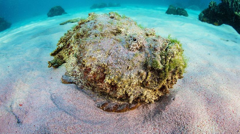 colorful coral reef dweller crossword