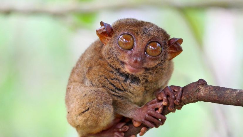 tarsier