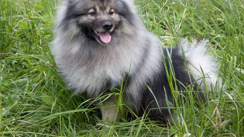 Keeshond