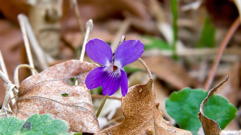 Wood violet