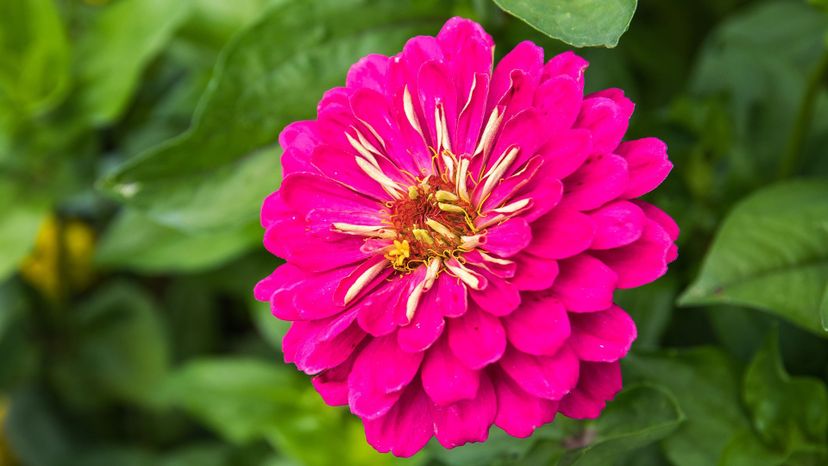 zinnia