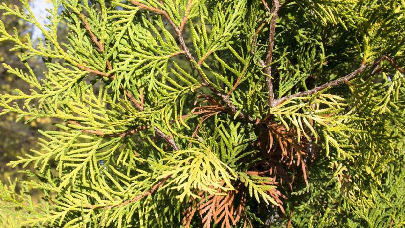 Eastern White Cedar