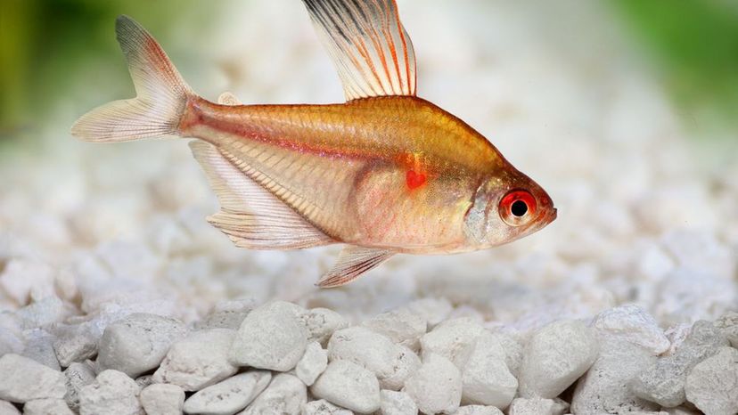 Bleeding Heart Tetra