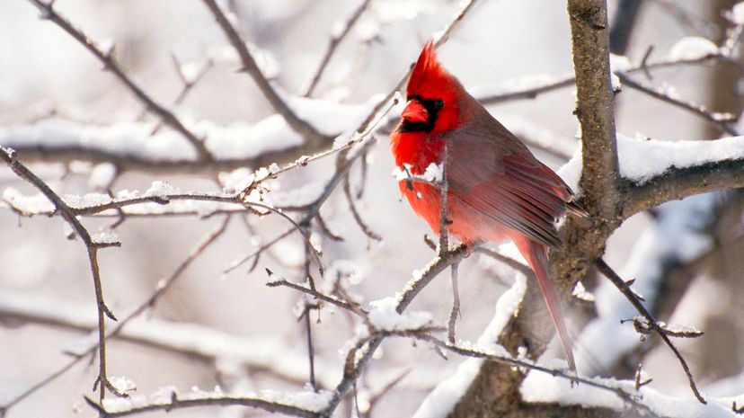 North American cardinal