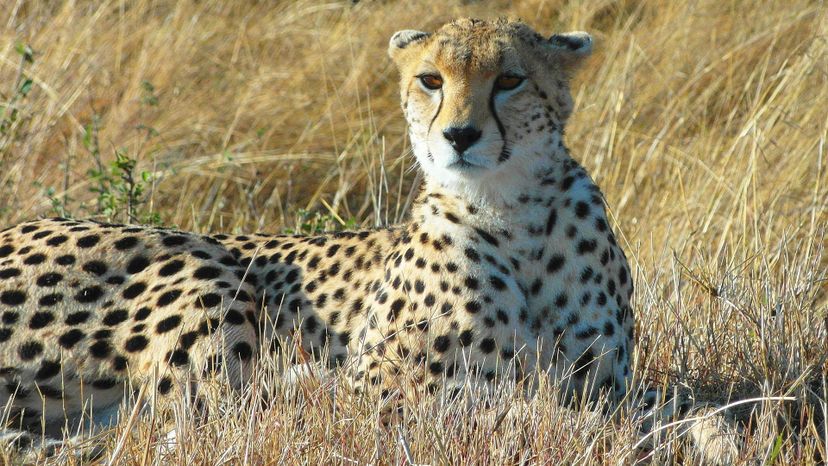 Southeast African cheetah