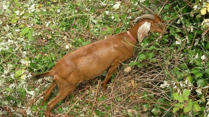 Spanish Goat