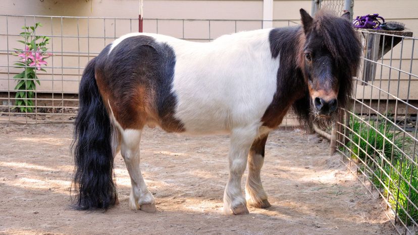 Miniature horse