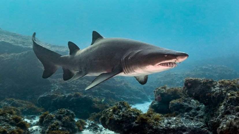 Sand tiger shark