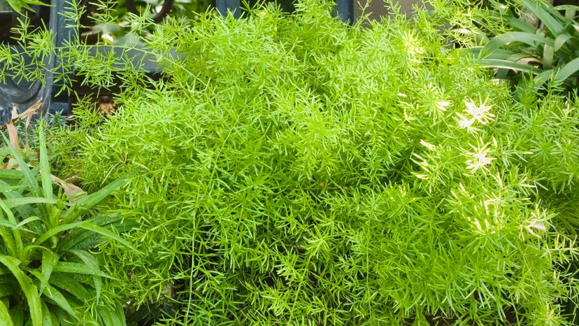 Asparagus Fern