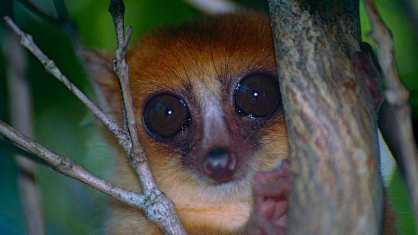 Mouse Lemur