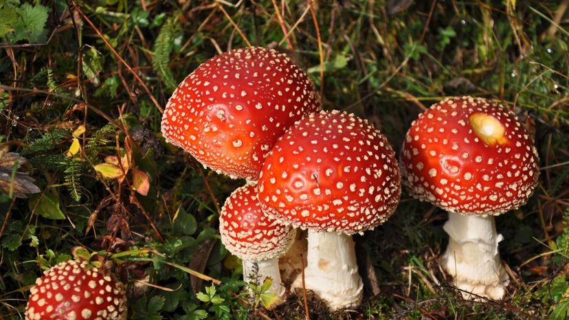Mushrooms (amanita)
