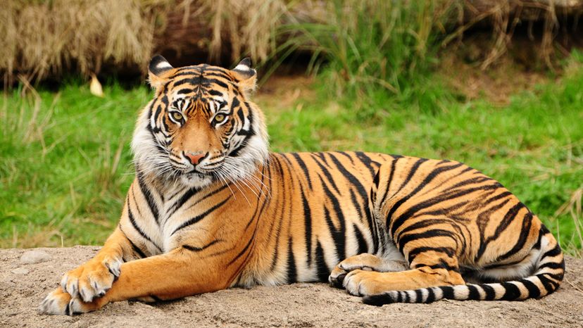 Bengal Tiger