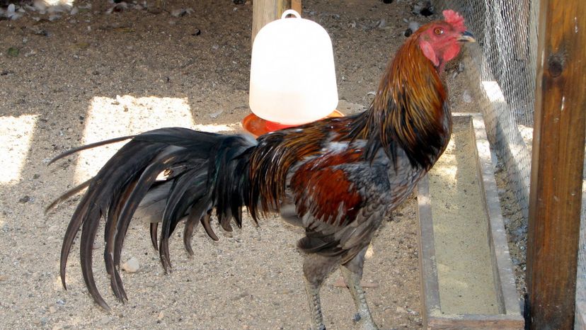 Portuguese rooster in zoo