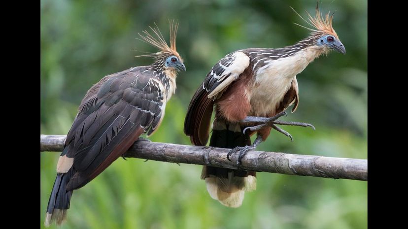 Hoatzin