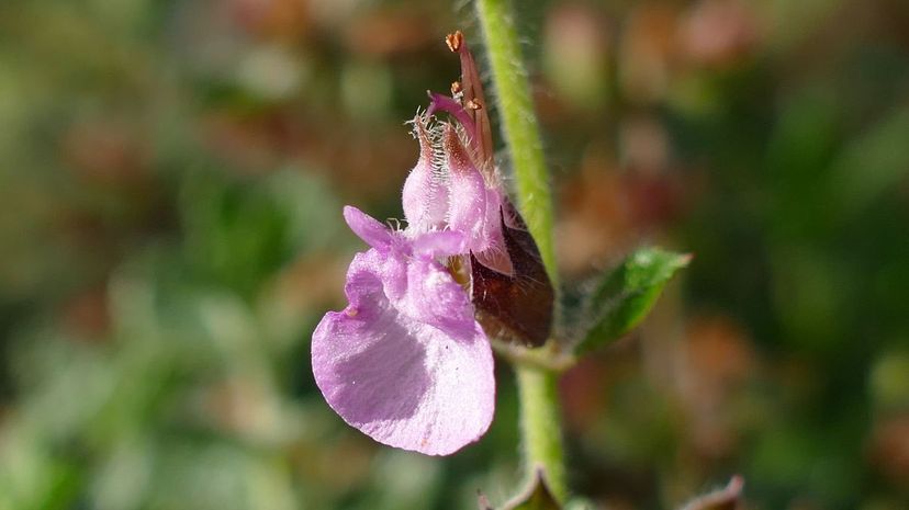 Wall germander