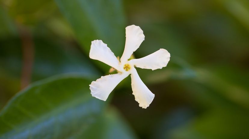 Winter jasmine