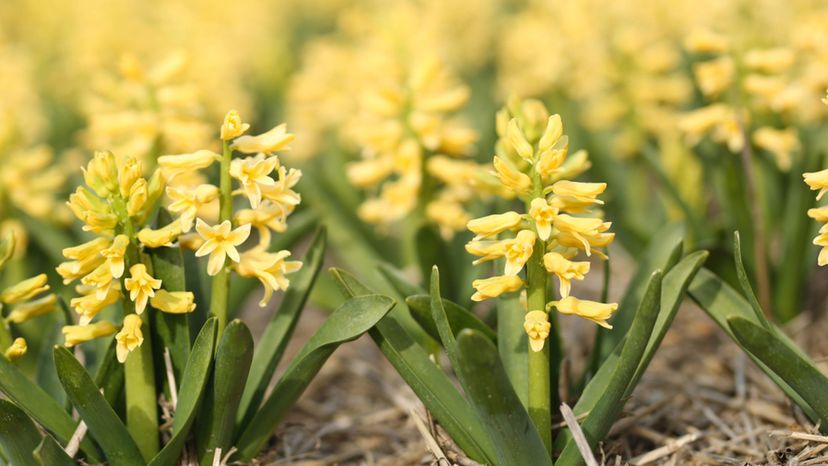 Dutch hyacinth