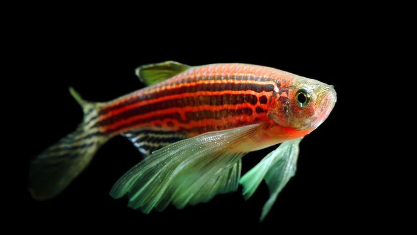 Glofish (Red Zebra Danio)