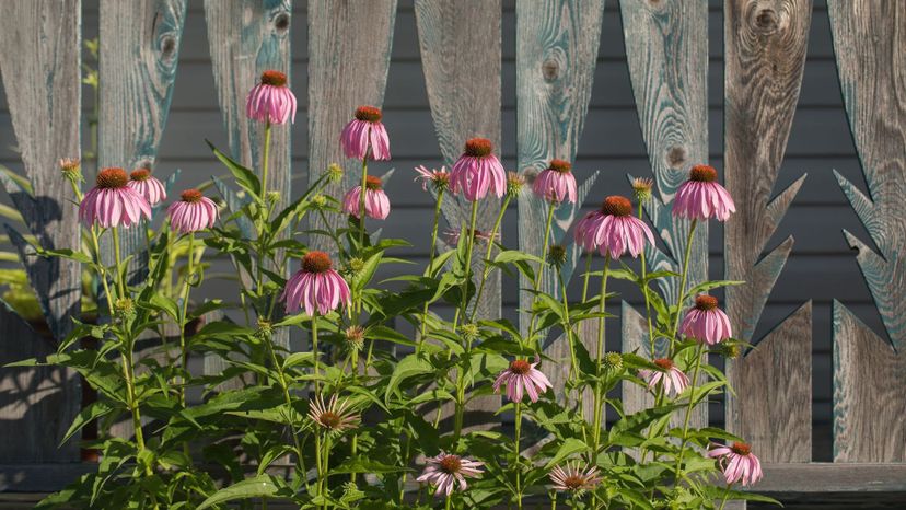 Purple coneflower