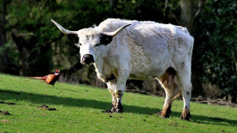 White Park Cattle