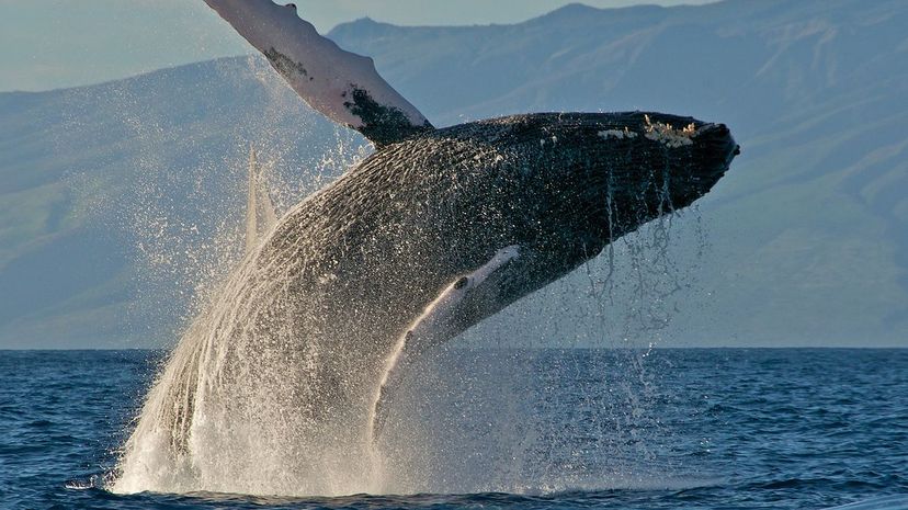 Humpback Whale