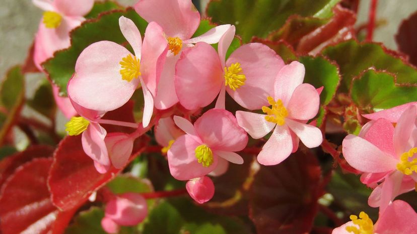 begonia