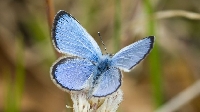 Silvery blue butterfly