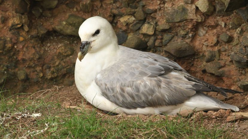 Fulmar