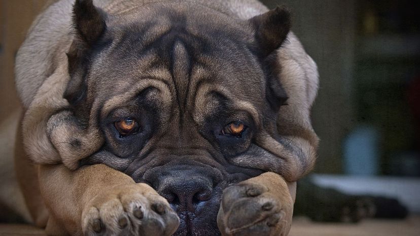 Cane Corso