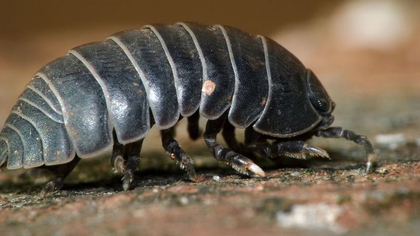 Pillbug side view macro