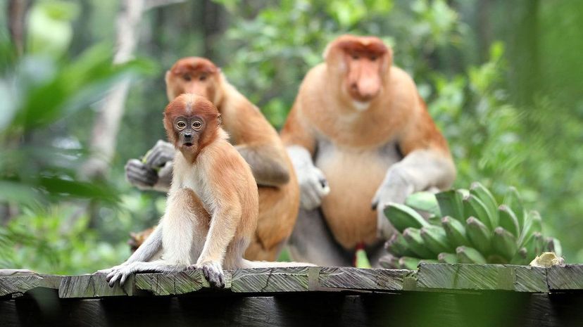 Proboscis monkey