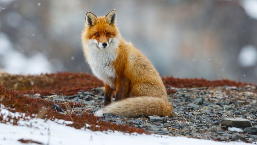 Fox