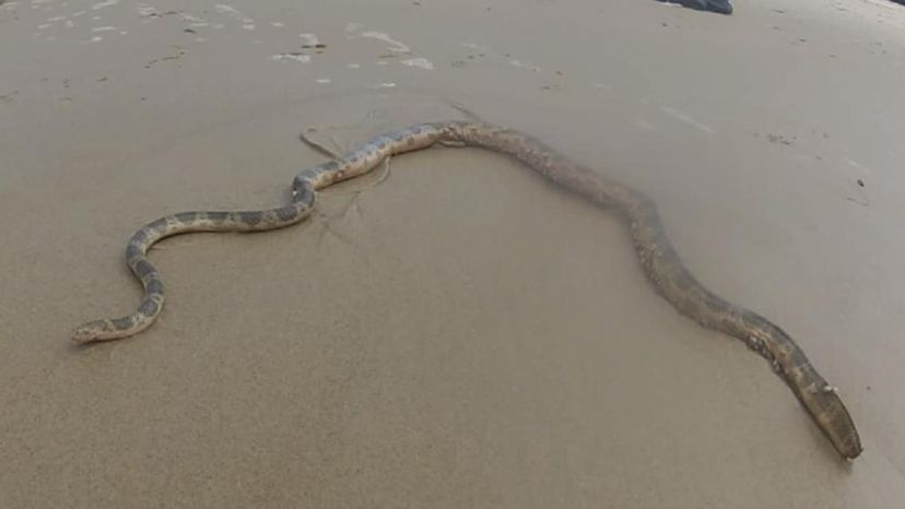 Elegant Sea Snake