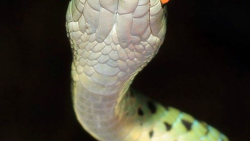 SpottedBushSnake