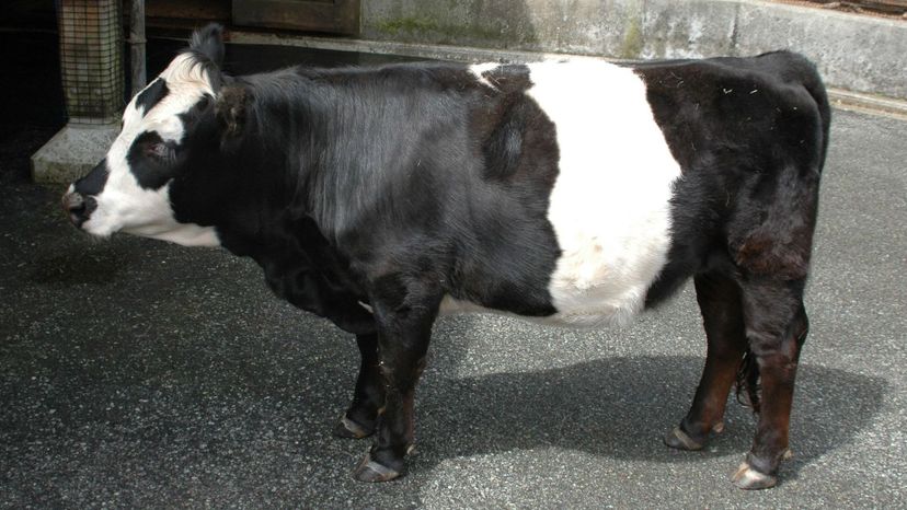 Panda cow