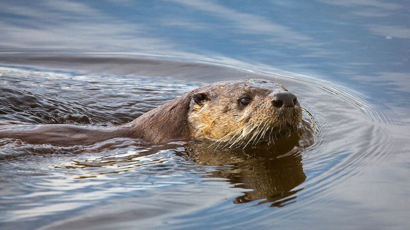 River Otter