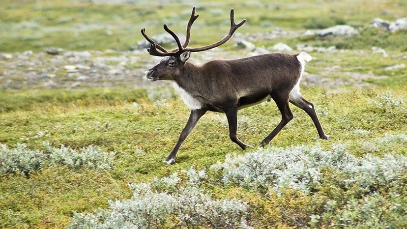 Caribou