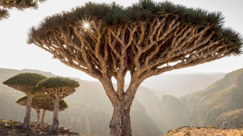 32 Socotra dragon tree