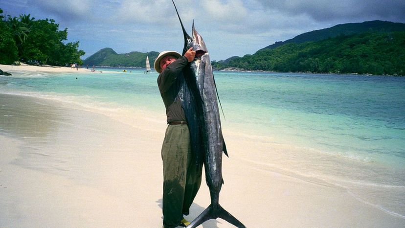 Pacific Sailfish