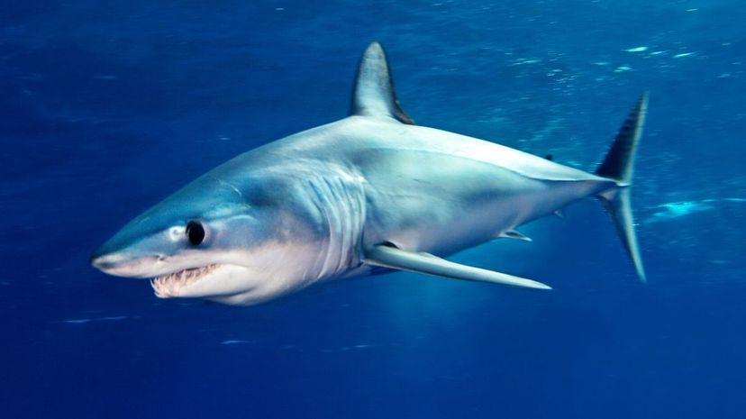 Mako shark